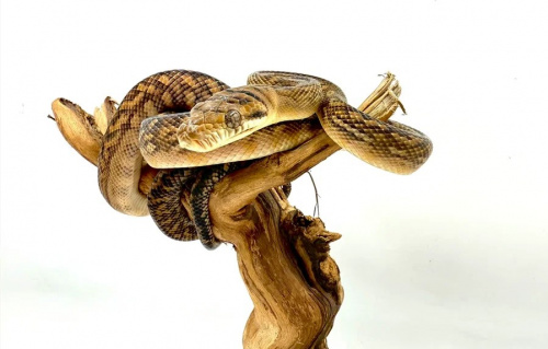 Аметистовый питон (Morelia ametistina)