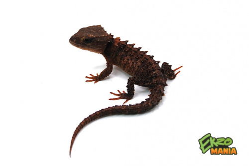 Крокодиловый сцинк (Tribolonotus novaeguineae) новогвинейский фото 2