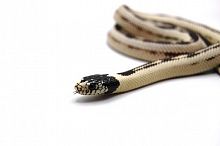 Калифорнийская королевская змея (Lampropeltis californiae) White-Sided