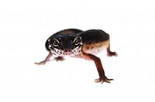 Пятнистый эублефар (Eublepharis macularius) Black Night (12.2.2989) (2025г)