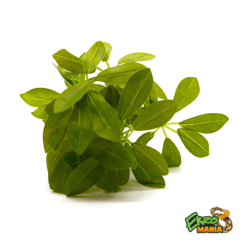 Шефлера фото 3