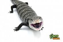 Синеязыкий сцинк гигантский Аксантик (Tiliqua gigas Axanthic) (1.1)
