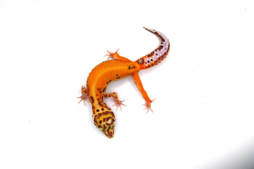 Пятнистый эублефар (Eublepharis macularius) Bell Albino фото 2