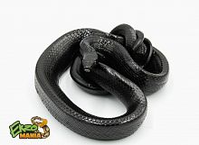 Краснохвостый полоз Янсени black (Gonyosoma jansenii black) Sulawesi