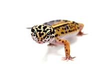 Пятнистый эублефар (Eublepharis macularius) Mack Snow cross Black Night, Bandit (2025г)