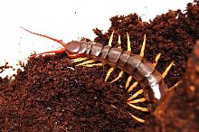 Scolopendra deehani