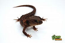 Крокодиловый сцинк (Tribolonotus novaeguineae) новогвинейский