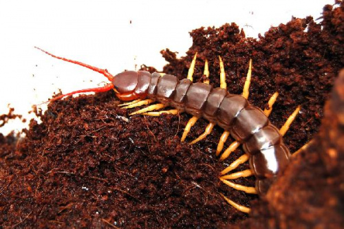 Scolopendra deehani