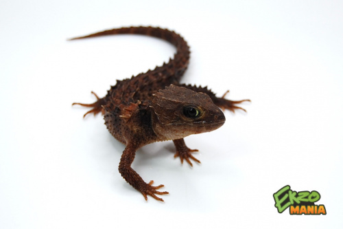 Крокодиловый сцинк (Tribolonotus novaeguineae) новогвинейский