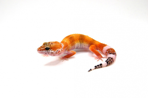 Пятнистый эублефар (Eublepharis macularius) Hypo Tangerine (2025г) фото 2