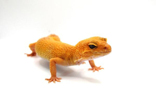 Пятнистый эублефар (Eublepharis macularius) Hypo Bell Albino (самка)