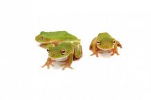Белогубая квакша (Litoria infrafernata) 2025г