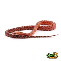 Маисовый полоз (Pantherophis guttatus) Scaleless