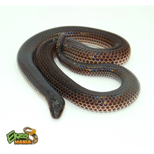 Лучистая змея (Xenopeltis unicolor) Central java фото 2