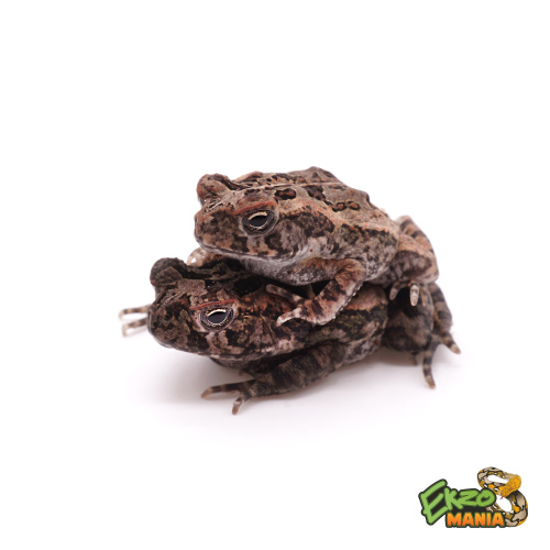 Суринамская жаба-ага (Suriname Giant Marine Toad) фото 3