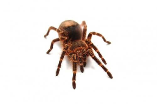 Паук Grammostola pulchripes, L 6-7, самец