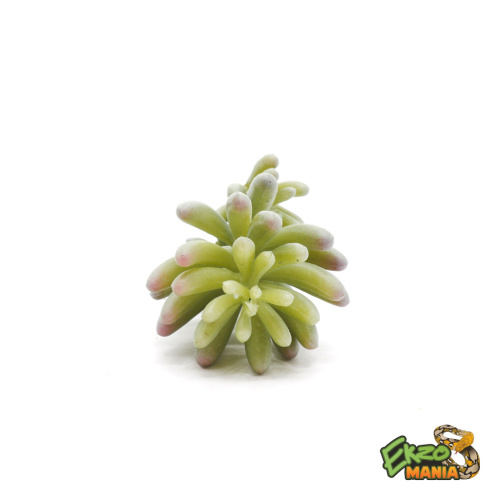 Суккулент 16 фото 2