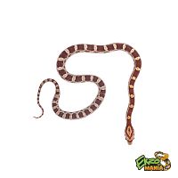 Маисовый полоз  (Pantherophis guttatus) Normal