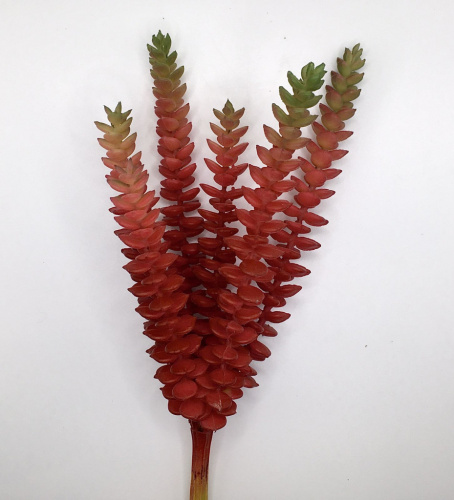 Суккулент 29 фото 4