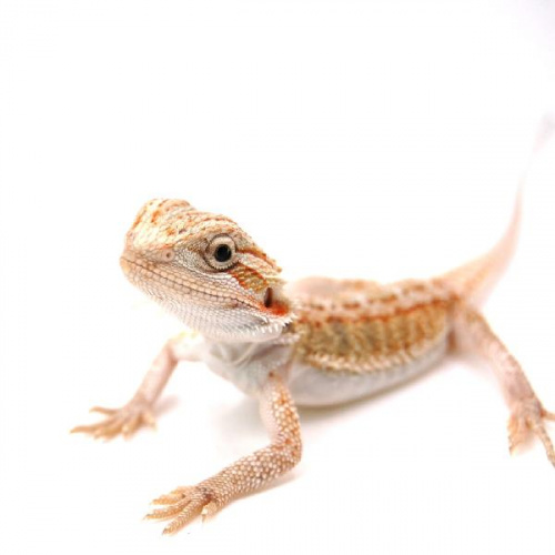 Бородатая агама  (Pogona vitticeps) Hypo het Zero, Trans