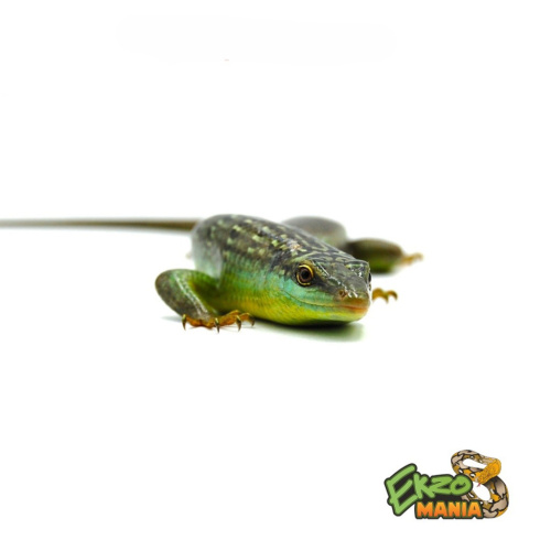 Дазия оливковая (Dasia olivacea) Central java фото 2