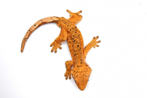 Реснитчатый бананоед (Rhacodactylus ciliatus) Orange Super Dalmatian (самец) фото 3