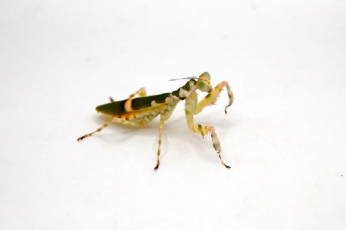 Опоясанный цветочный богомол (Theopropus sp Vietnam)