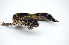 Пятнистый эублефар (Eublepharis macularius) Black Night (самка) 32/1