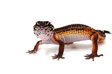 Пятнистый эублефар (Eublepharis macularius) Black Night 25% cross Blood