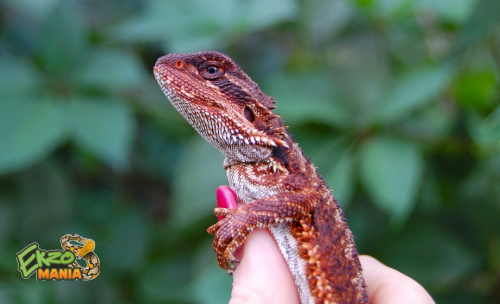 Бородатая агама (Pogona vitticeps) Red Monster