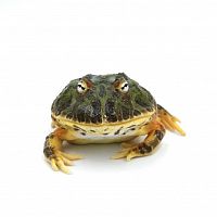 Рогатка Кранвелла (Ceratophrys cranwelli)