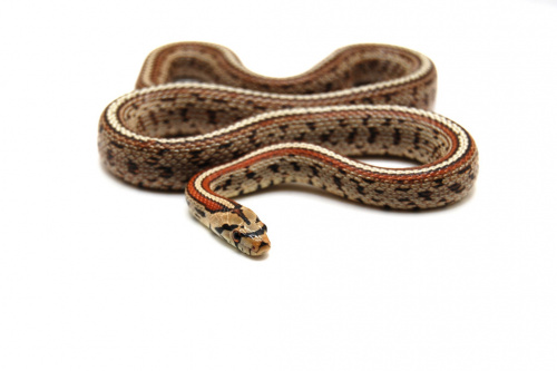 Балканский леопардовый полоз (Zamenis situla) фото 2