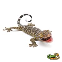 Геккон Токи (лат. Gekko gecko)