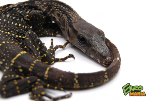 Варан Азиатский (Varanus rudicollis) Sumatra  S фото 2
