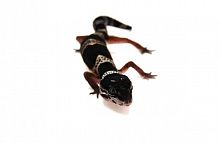 Пятнистый эублефар (Eublepharis macularius) Mack Snow Black Night phet Tremper Albino (2025г)