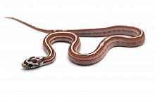 Маисовый полоз (Pantherophis guttatus) Anery motley stripe