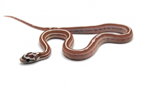 Маисовый полоз (Pantherophis guttatus) Anery motley stripe