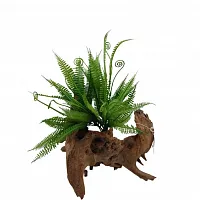 Папоротник "mini"