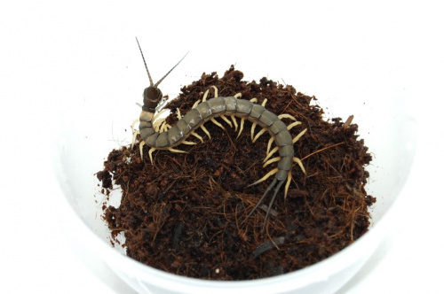 Scolopendra sp. "Vietnam black tip" L2 фото 3