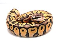 Королевский питон (Python regius) Clown