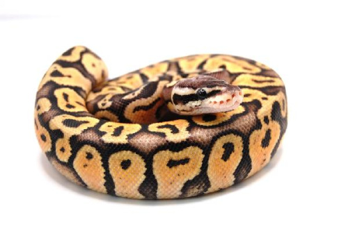 Королевский питон (Python regius) Clown