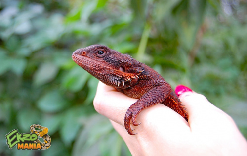 Бородатая агама (Pogona vitticeps) Red Monster фото 4