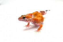 Пятнистый эублефар (Eublepharis macularius) Super Hypo het Tremper Albino (2025г)