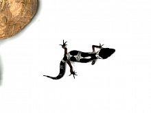 Пятнистый эублефар (Eublepharis macularius) Mack Snow Black Night (самка) 51