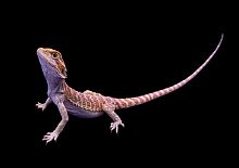 Бородатая агама Pogona vitticeps Hypo