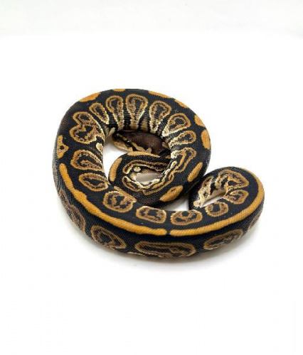 Королевский питон (Python regius) Black Pastel (самка)