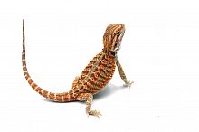 Бородатая агама (Pogona vitticeps) Hypo Leatherback 66% het Trans