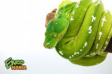 Зеленый питон (Morelia viridis) Aru (1.0) Зеленый питон (Morelia viridis) Aru (1.0)