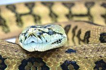 Ковровый питон (Morelia spilota) Cheynei Jaguar