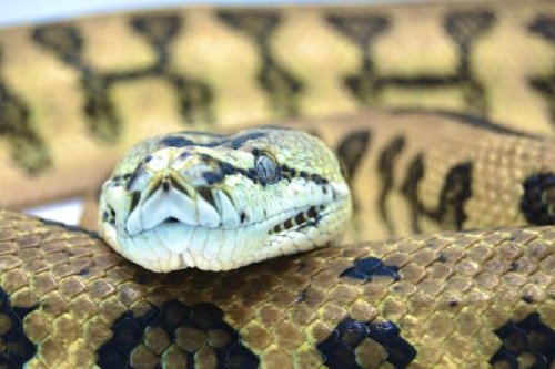 Ковровый питон (Morelia spilota) Cheynei Jaguar